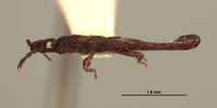 Neuroctenus chilensis image