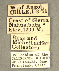 Neuroctenus chilensis image