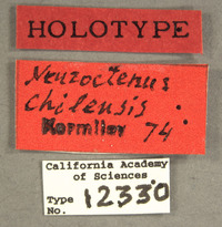 Neuroctenus chilensis image