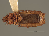 Image of Proxius peruvianus