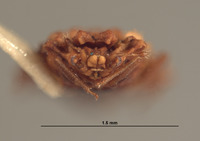 Proxius peruvianus image