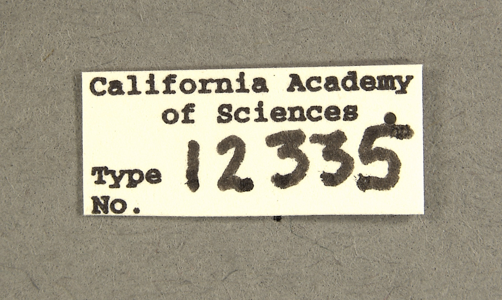 Proxius peruvianus image