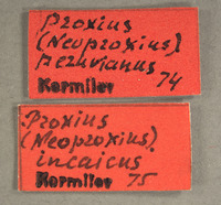 Proxius peruvianus image