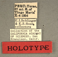 Proxius peruvianus image