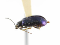 Arthrotus gressitti image