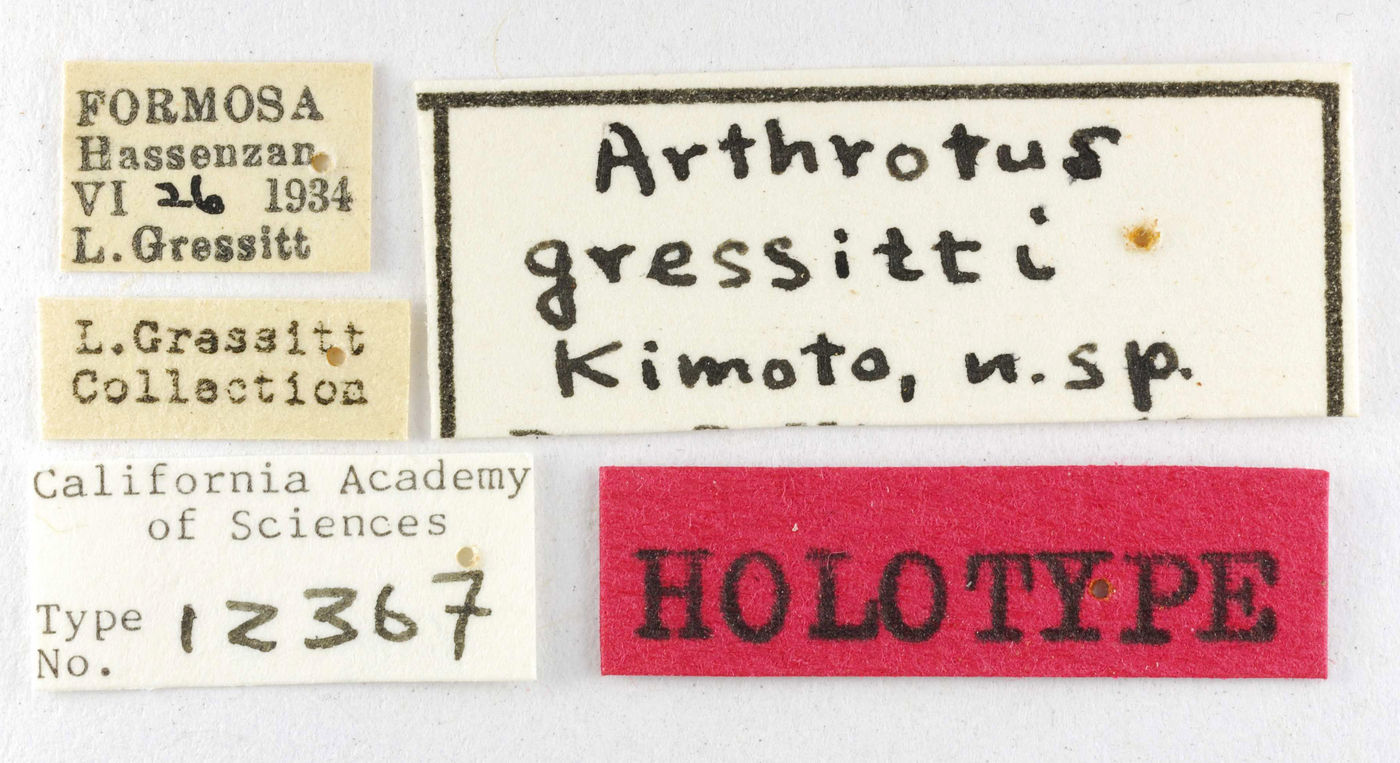 Arthrotus gressitti image