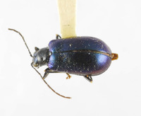 Arthrotus gressitti image