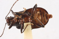 Arthrotus gressitti image