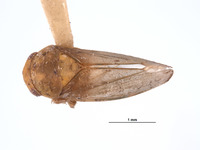 Image of Gargaropsis filialis