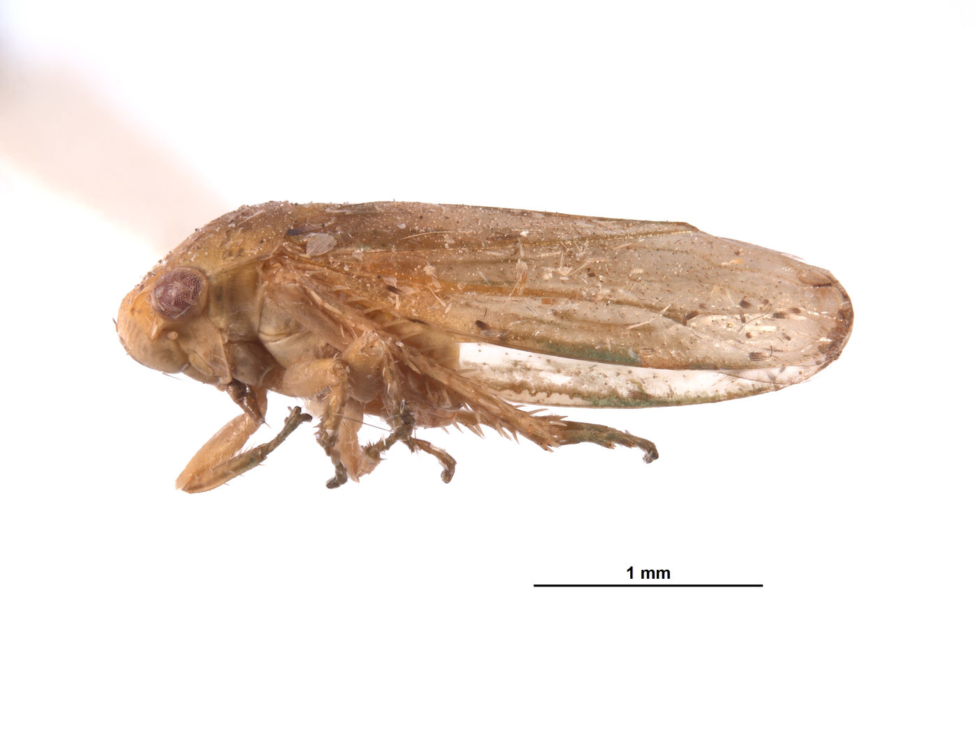 Gargaropsis filialis image