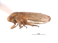 Gargaropsis filialis image