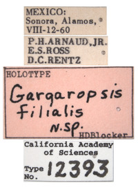 Gargaropsis filialis image