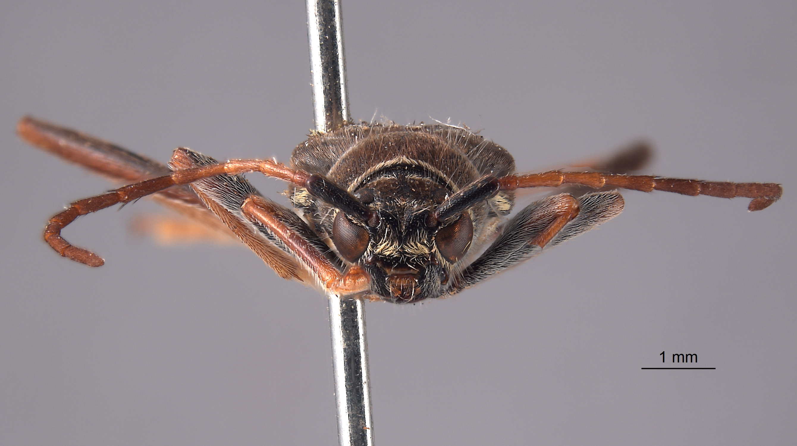 Trichoxys longipes image