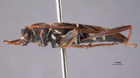 Trichoxys longipes image