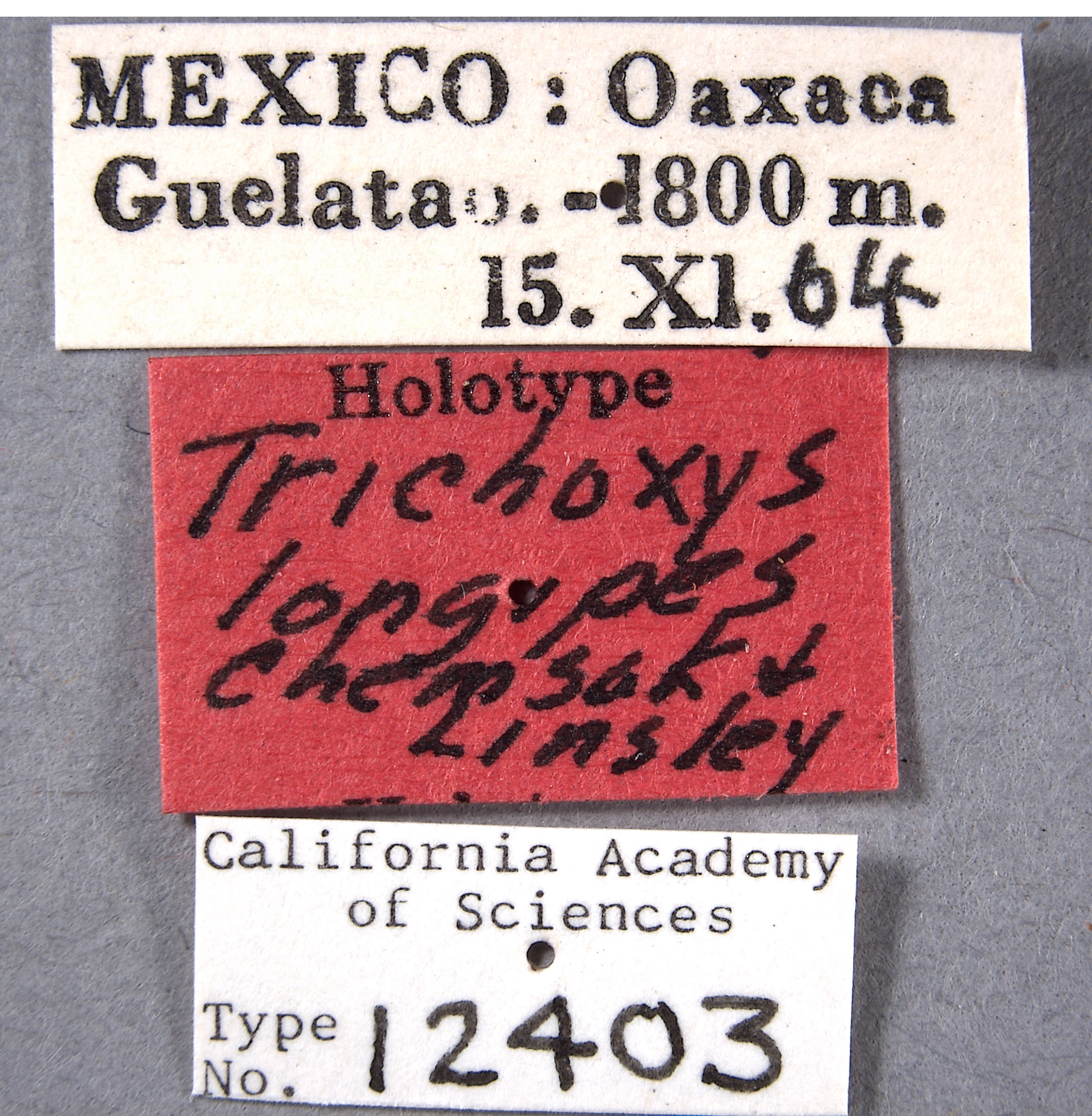 Trichoxys image