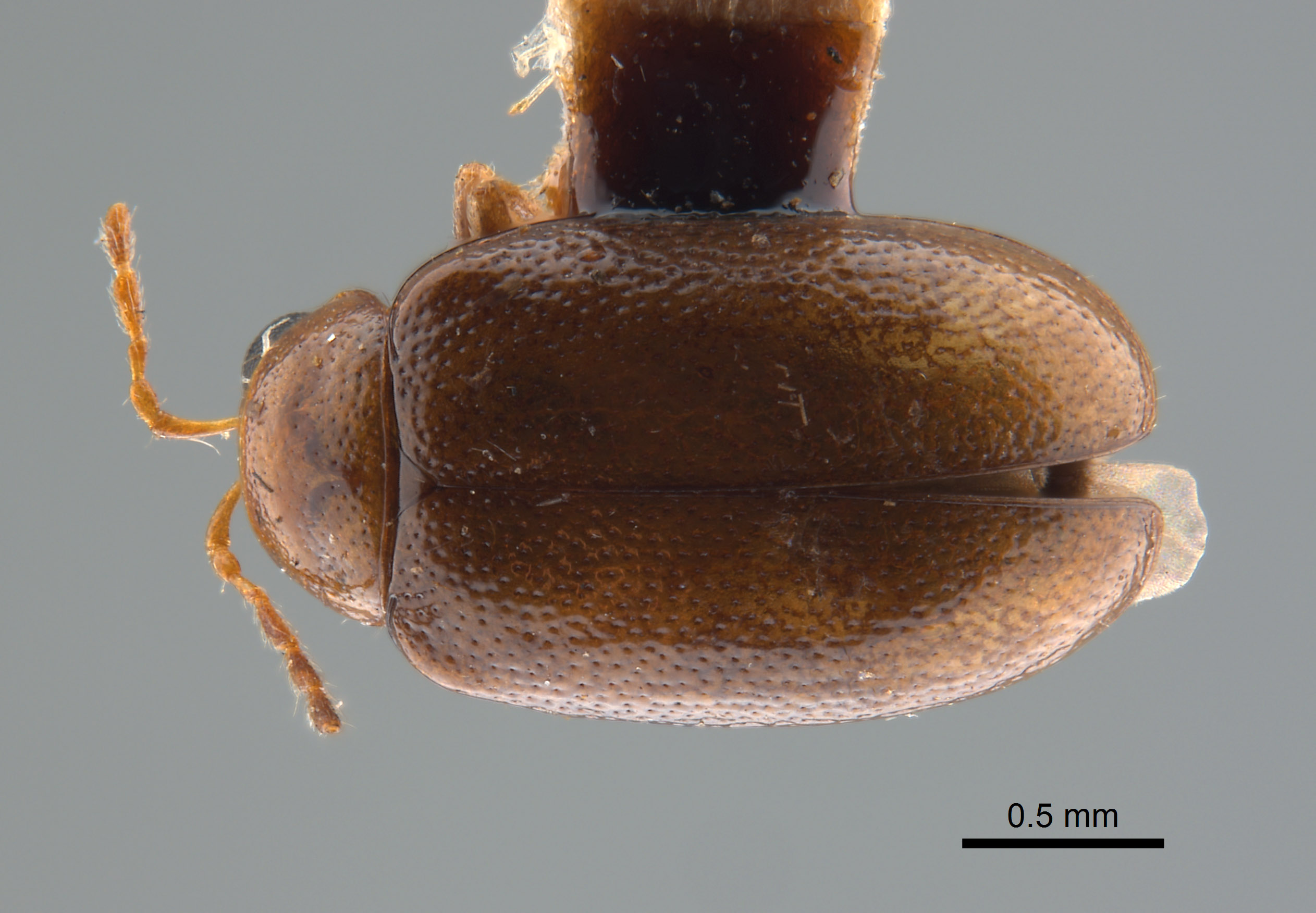 Monolepta brittoni image