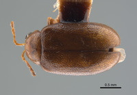 Monolepta brittoni image