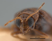 Monolepta brittoni image