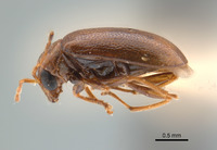 Monolepta brittoni image