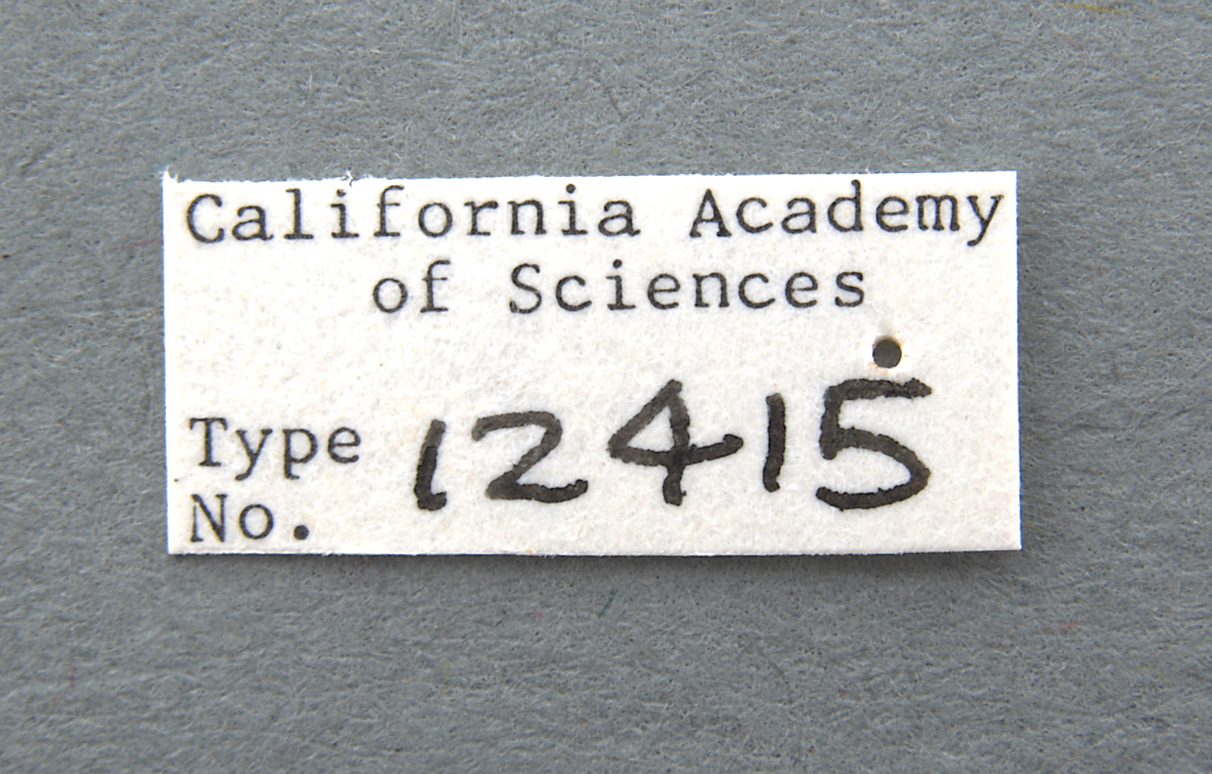 Monolepta brittoni image