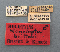 Monolepta brittoni image