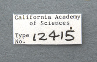 Monolepta brittoni image