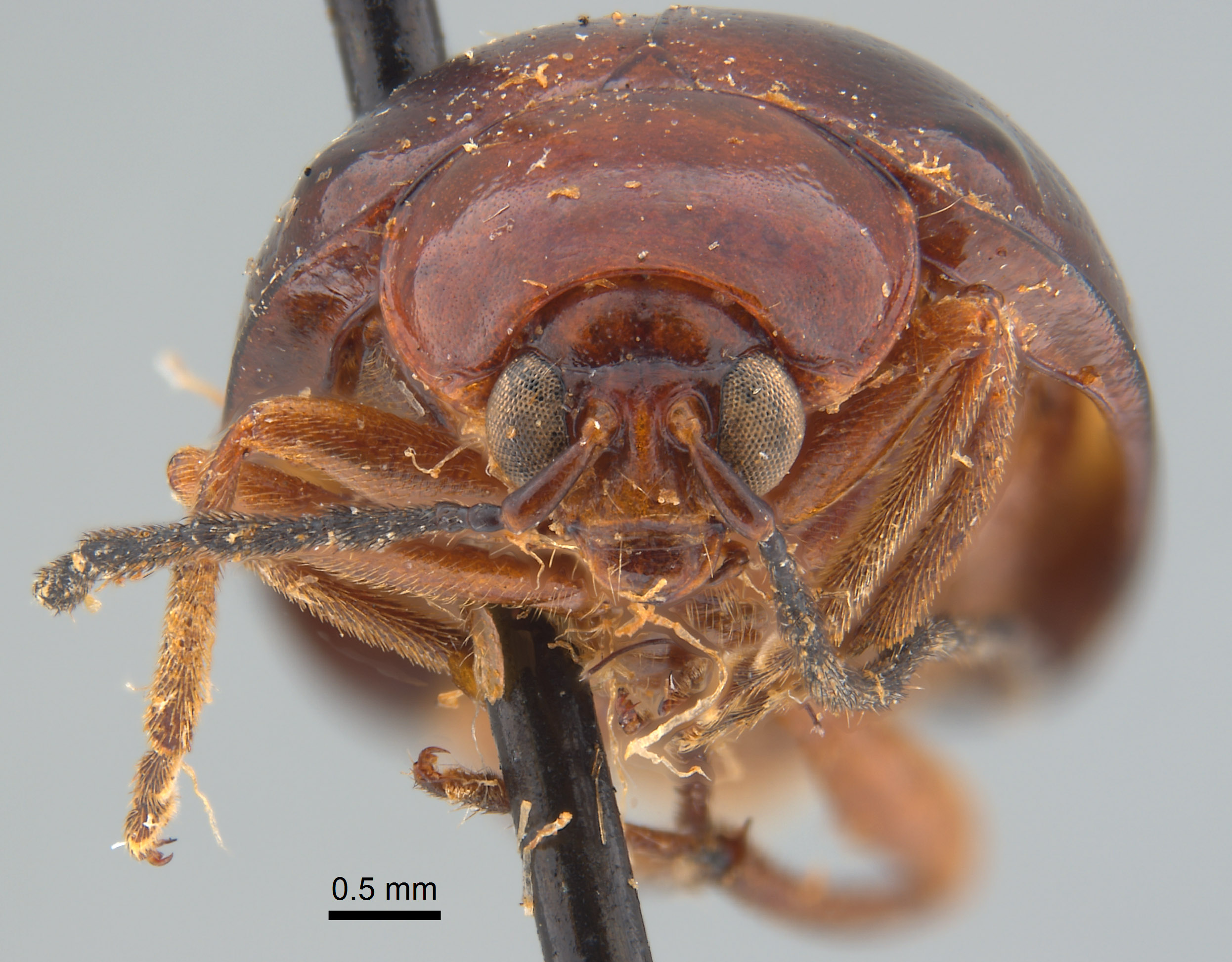 Monolepta lunata image