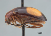 Monolepta lunata image