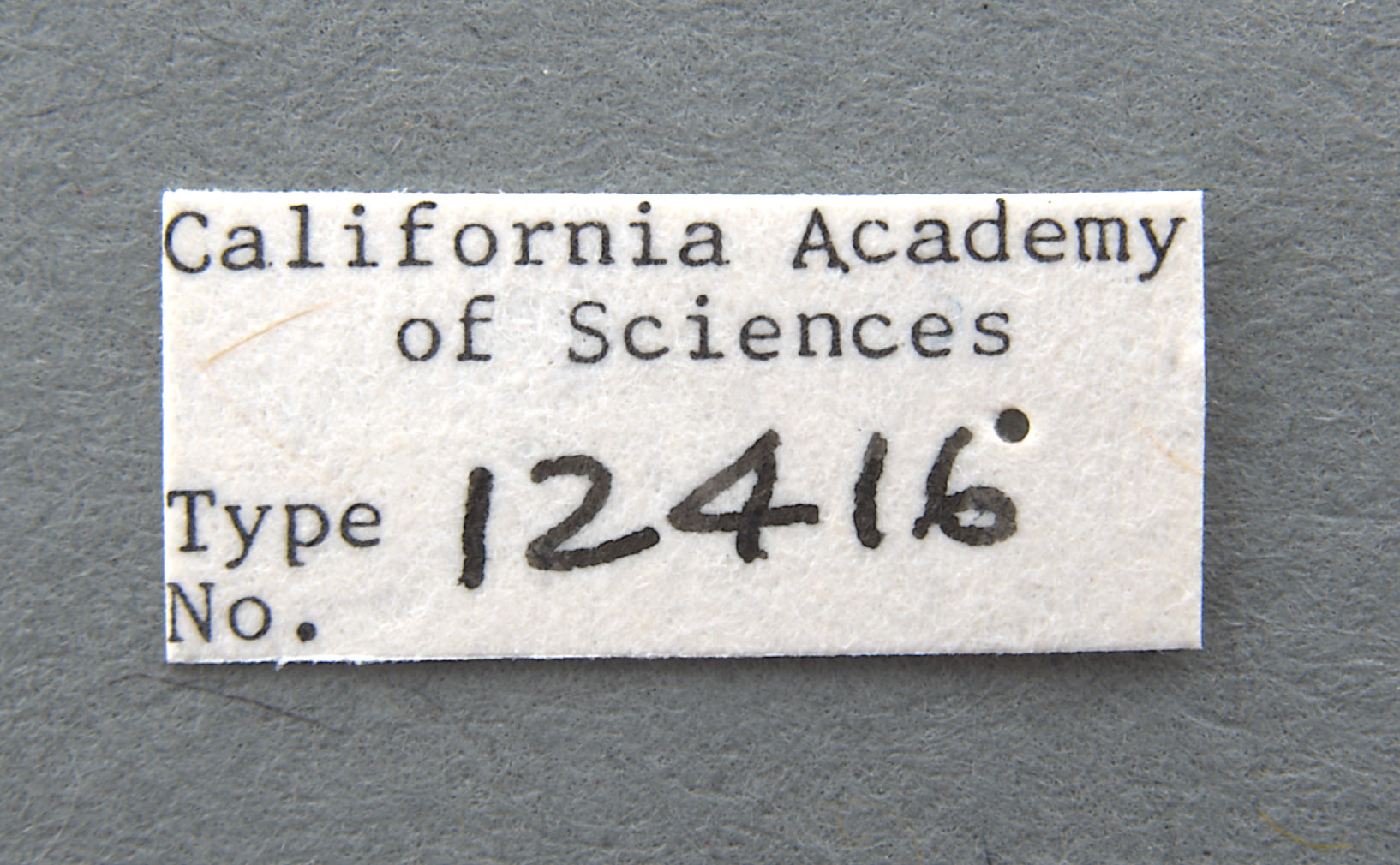 Monolepta lunata image