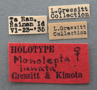 Monolepta lunata image