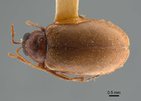 Image of Monolepta meridionalis