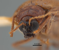 Monolepta meridionalis image