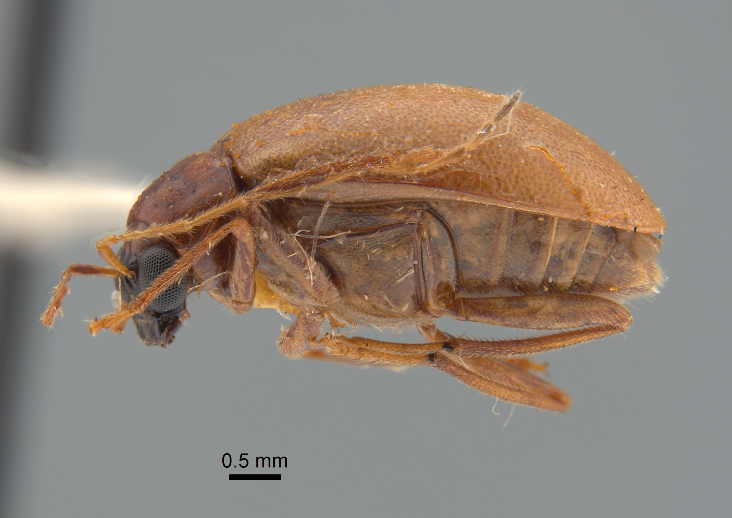 Monolepta meridionalis image