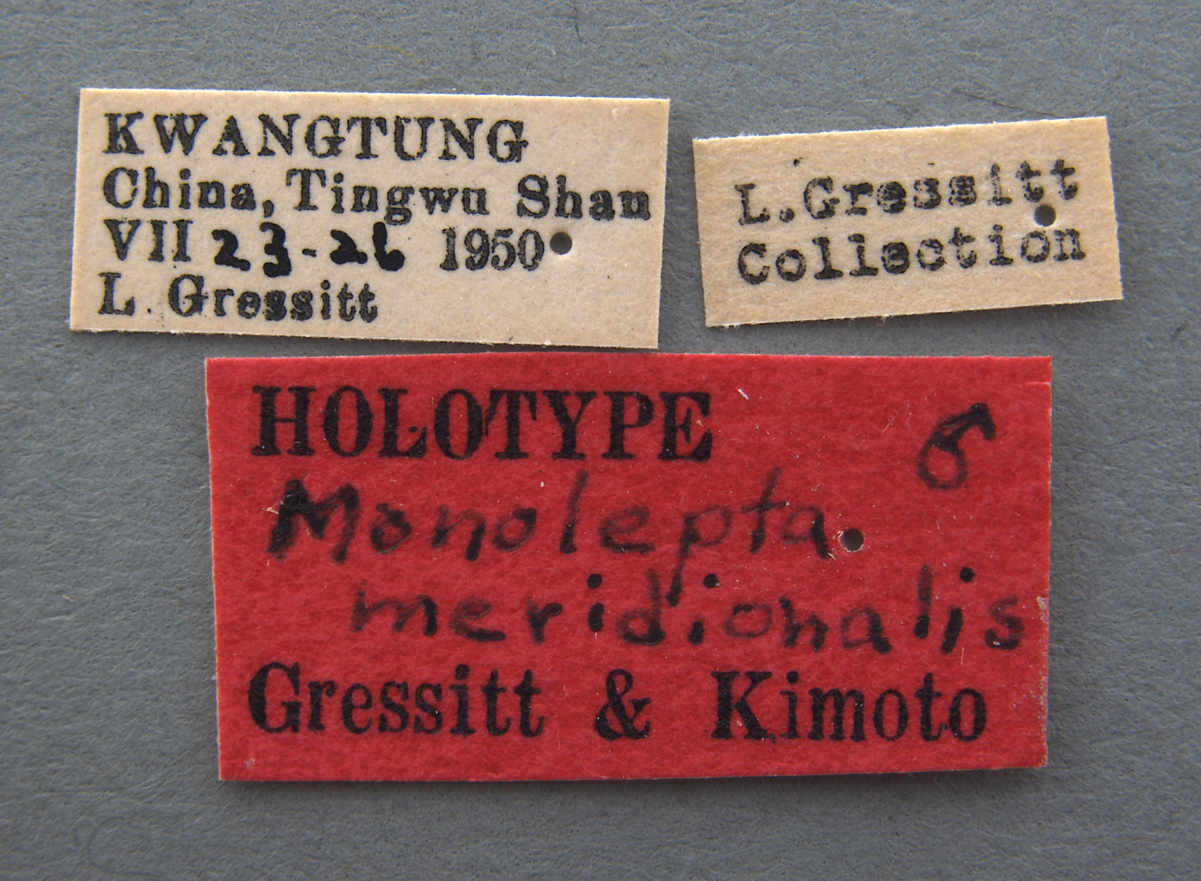 Monolepta meridionalis image