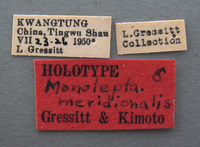 Monolepta meridionalis image