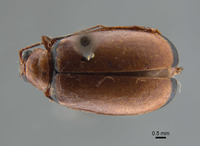 Monolepta occifluvis image