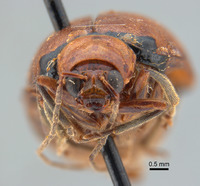 Monolepta occifluvis image