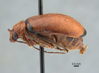 Monolepta occifluvis image