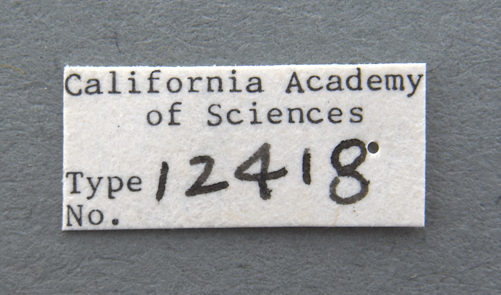 Monolepta occifluvis image