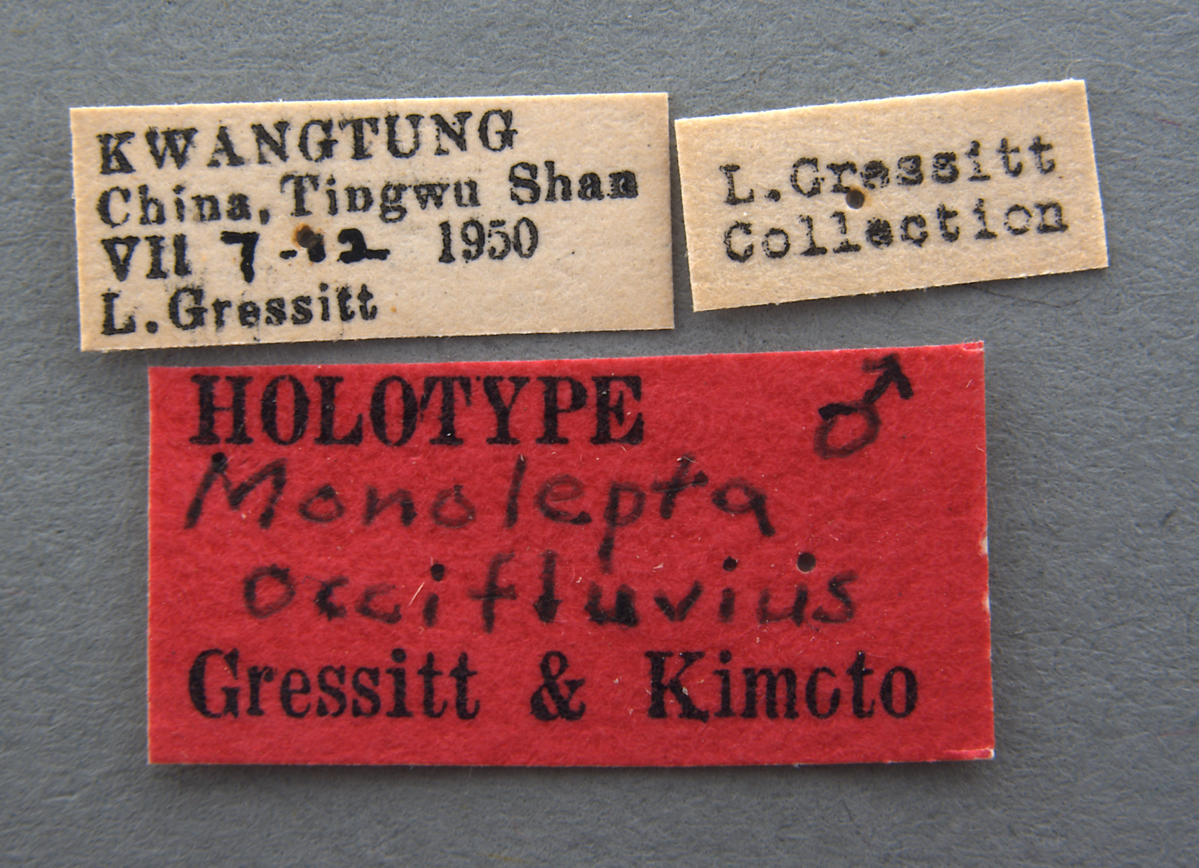 Monolepta occifluvis image