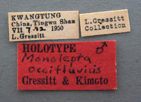 Image of Monolepta occifluvis