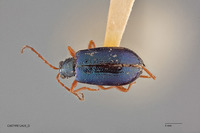 Stenoluperus pallipes image