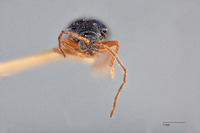 Stenoluperus pallipes image