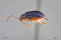 Stenoluperus pallipes image