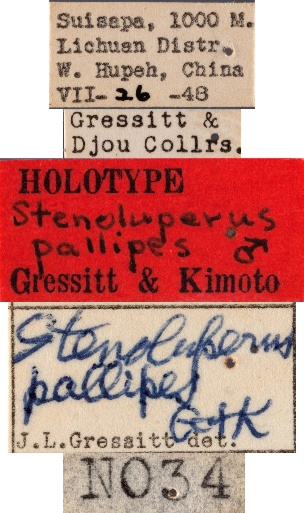 Stenoluperus pallipes image