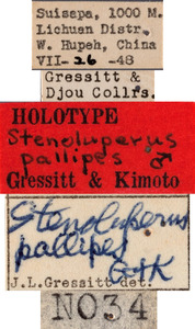 Stenoluperus pallipes image