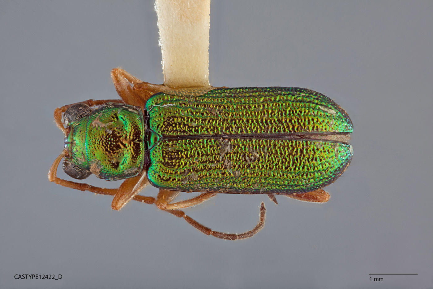Theopea smaragdina image