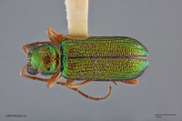 Image of Theopea smaragdina