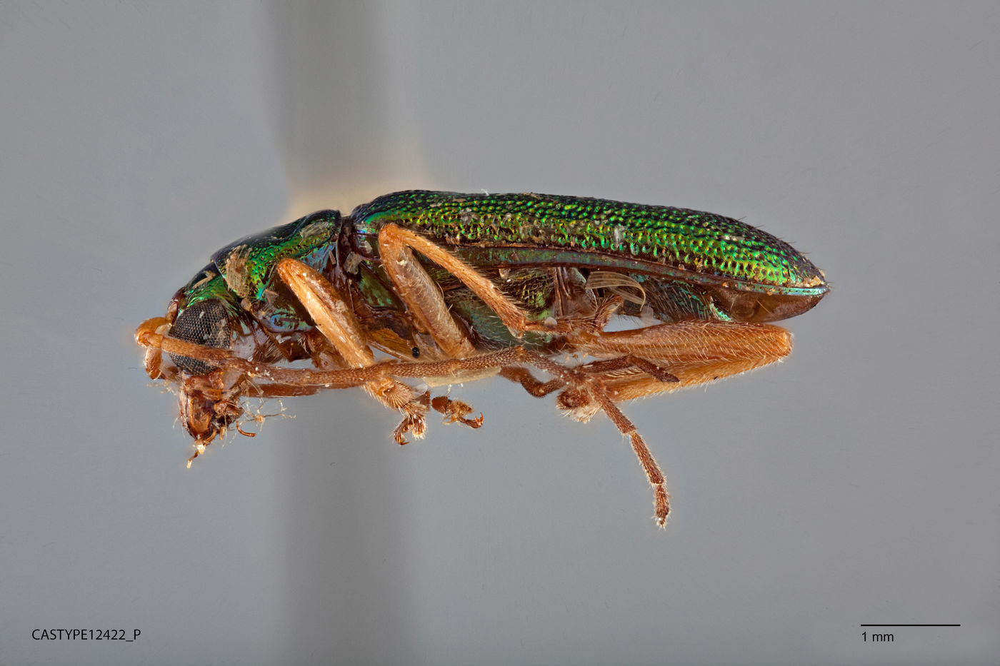 Theopea smaragdina image