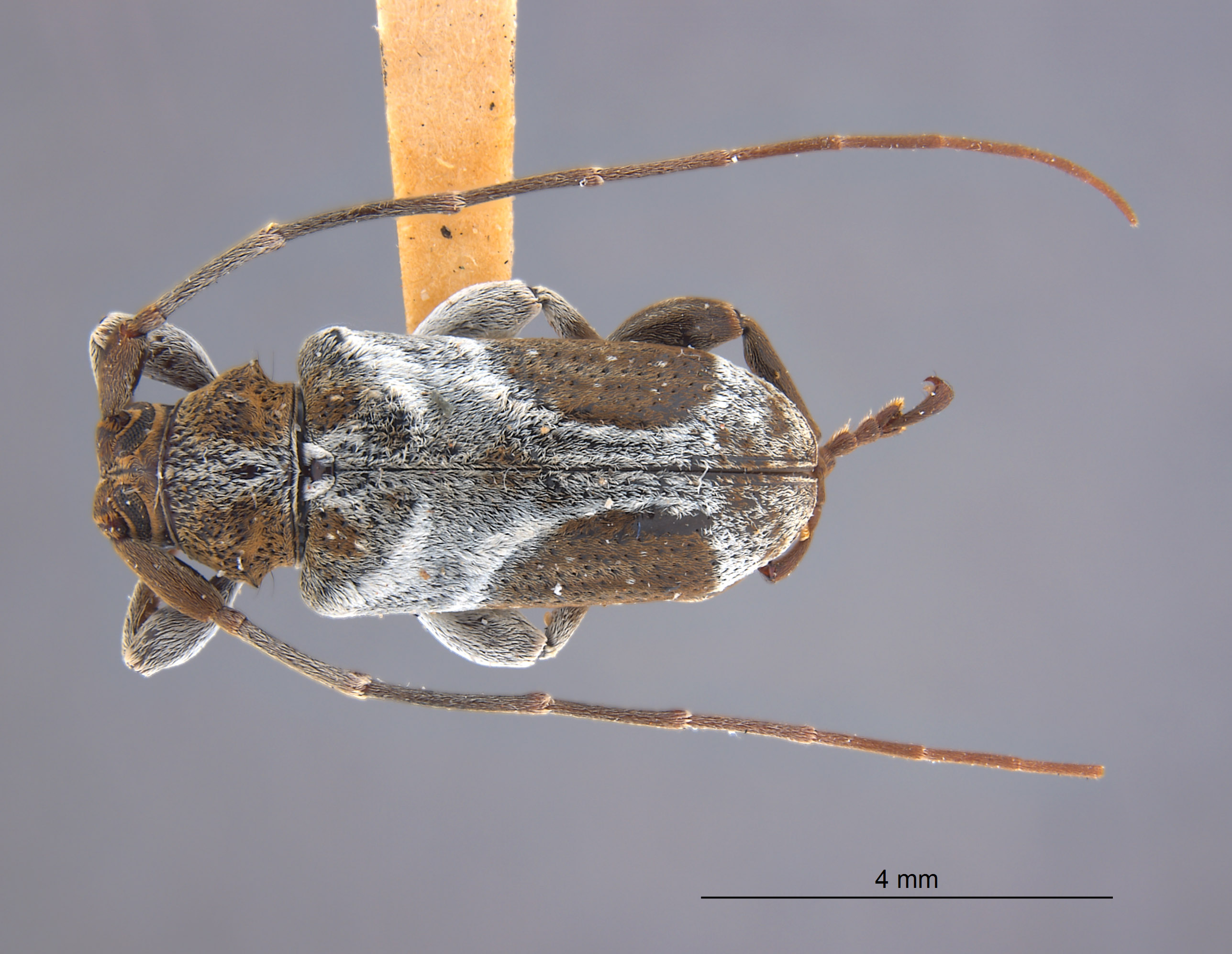 Alphus juninensis image